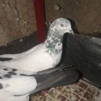 کفتر