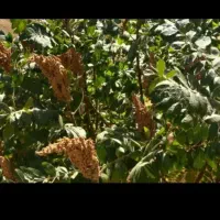 سماق|خوردنی و آشامیدنی|سنندج, |دیوار