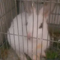 خرگوش