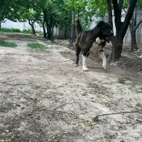 سگ سرابی