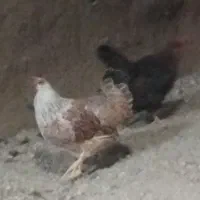 مرغ‌وخروس محلی