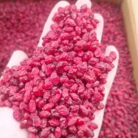 تامین کننده انواع زرشک