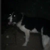 سگ نگهبان و گله