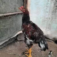 جوجه خروس محلی 6 ماهه