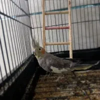 عروس هلندی ماده