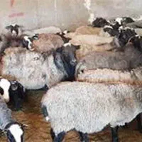 استخدام چوپان