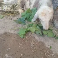 بره کشتاری واسه مصرف خانه