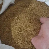 بذر یونجه