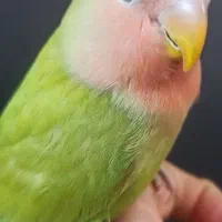 کوتوله برزیلی فول دستی سخنگو