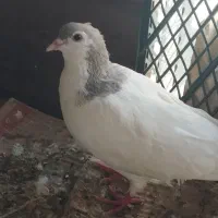 یک کبوتر خالدار مولد به شرط پرش