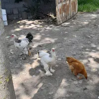 مرغ وخروس برهما