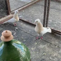 فروش نروماده کرم لان آجری