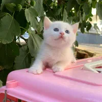 بچه گربه اسکاتیش آنفولد