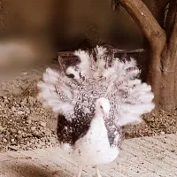 فروش طاووس بسیار زیبا