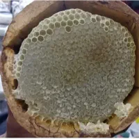 عسل صددرصد طبیعی کردستان