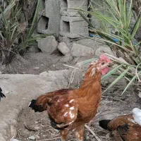 جوجه خروس محلی 4 ماهه
