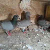 کفتر درجه یک ضمانتی