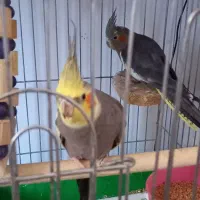 عروس هلندی