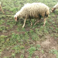 فروش گوسفند