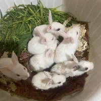 بچه خرگوش فاضل آباد