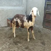 بره نر پلنگی
