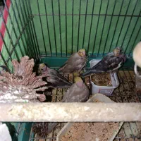 پرنده|پرنده|شیراز, دوکوهک|دیوار