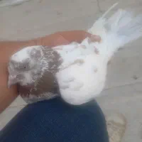 کبوتر|پرنده|خوی, |دیوار