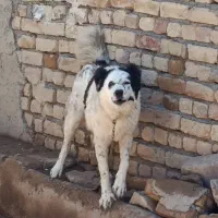سگ گله