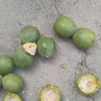 گردو تازه