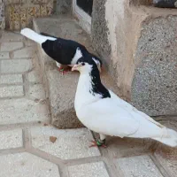 سده و خال