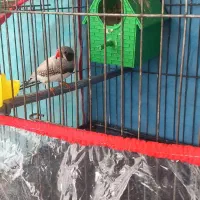 فنچ