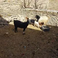 بز و بزغاله