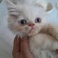 بچه گربه پرشین