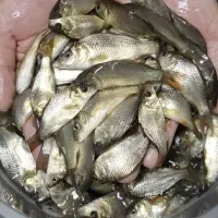 موجود تعداد بالا طلایی کوهان دار