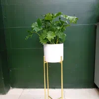 برگ انجیری