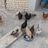 مرغ و جوجه