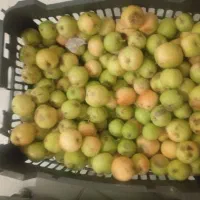 سیب باغی