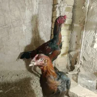 مرغ خورس لاری
