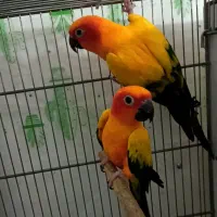 جفت مولد خورشیدی سان کانور خالص
