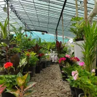 گل و گیاه آپارتمانی و فضای باز  کال سرو