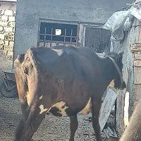گاو