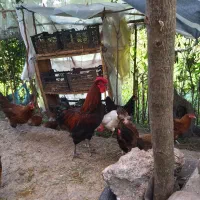خروس|حیوانات مزرعه|املش, |دیوار