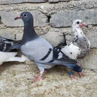 کبوتر جوجه آلمانی
