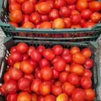 گوجه