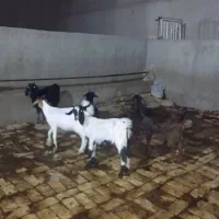 ۵راس بزغاله درجه یک علفخور