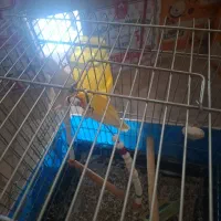 جفت کوتوله