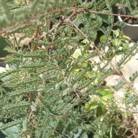 نهال و کاکتوس
