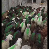 دامداری امیر عامری بره نرینه غره قزل افشاری لاغر