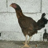 مرغ و خروس