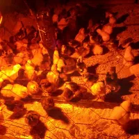 جوجه مرغ زینتی برهما طلایی،بلو لایت غولپیکر